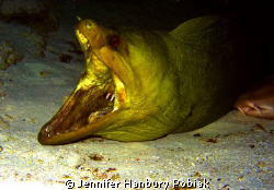 Cozumel, Mexico. Tucked under a ledge was this huge green... by Jennifer Hanbury Pobiak 